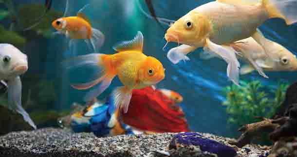 Aquarium Fish